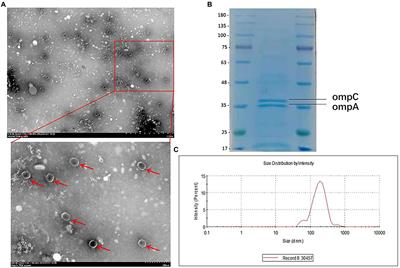 Horizontal gene transfer via OMVs co-carrying virulence and antimicrobial-resistant genes is a novel way for the dissemination of carbapenem-resistant hypervirulent Klebsiella pneumoniae